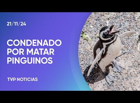 Condenaron al autor de la masacre de pinguinos en la Patagonia