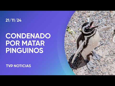 Condenaron al autor de la masacre de pinguinos en la Patagonia Condenaron al autor de la masacre de pinguinos en la Patagonia