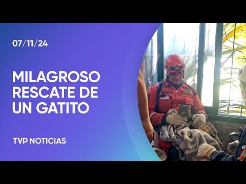 Derrumbe en Villa Gesell: rescataron el gatito de una de las víctimas Derrumbe en Villa Gesell: rescataron el gatito de una de las víctimas
