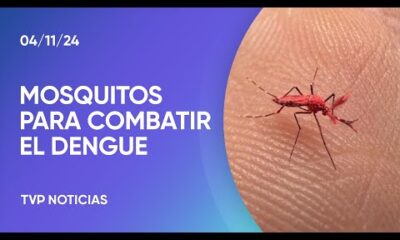 Liberan mosquitos para combatir el dengue