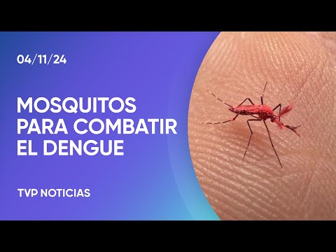Liberan mosquitos para combatir el dengue Liberan mosquitos para combatir el dengue