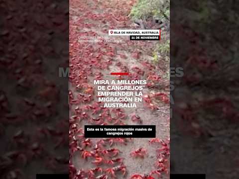 Mira a millones de cangrejos emprender la migración en Australia