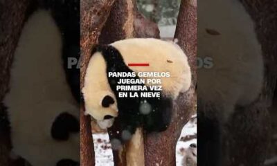 Pandas gemelos juegan por primera vez en la nieve