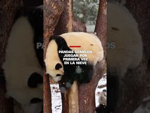 Pandas gemelos juegan por primera vez en la nieve