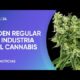 Referentes de la industria del cannabis medicinal piden una regulación urgente