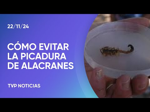 Suben las temperaturas y aparecen los alacranes Suben las temperaturas y aparecen los alacranes