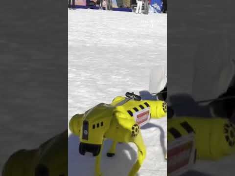 ¡Trineos con perros robot!