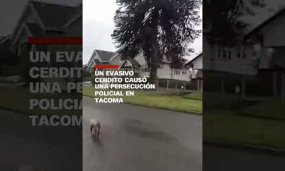 Un evasivo cerdito causó una persecución policial en Tacoma