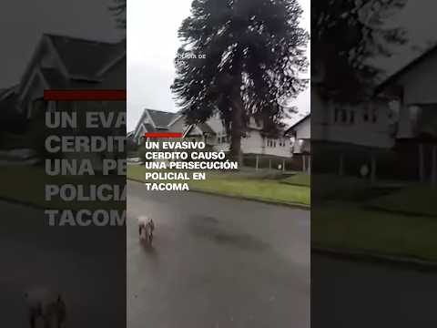Un evasivo cerdito causó una persecución policial en Tacoma Un evasivo cerdito causó una persecución policial en Tacoma