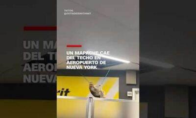 Un mapache cae del techo en aeropuerto de Nueva York