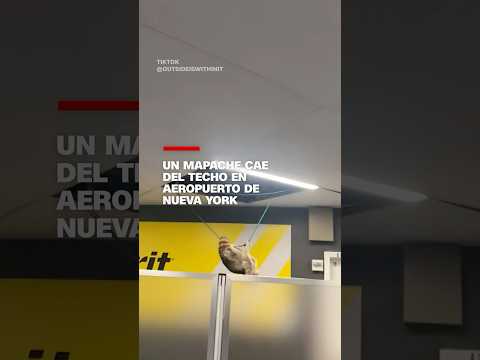 Un mapache cae del techo en aeropuerto de Nueva York