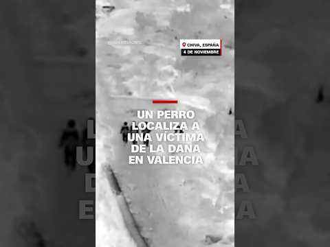 Un perro localiza a una víctima de la DANA en Valencia