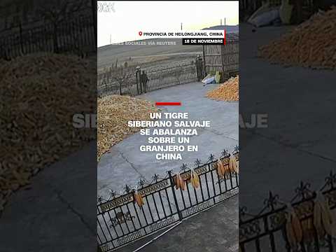 Un tigre siberiano salvaje se abalanza sobre un granjero en China Un tigre siberiano salvaje se abalanza sobre un granjero en China