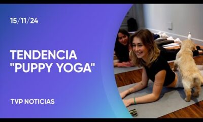 Yoga con perros en adopción: una actividad en auge