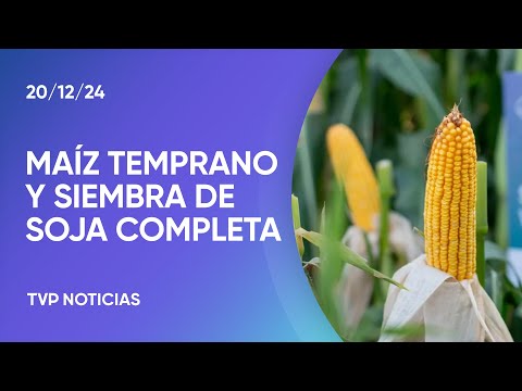 Agro: se revitaliza el máiz y finaliza la siembra de soja