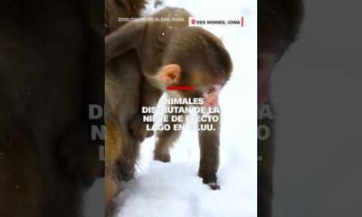 Animales disfrutan de la nieve de efecto lago en EE.UU.