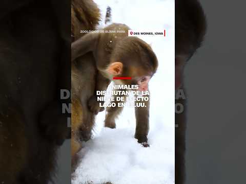 Animales disfrutan de la nieve de efecto lago en EE.UU. Animales disfrutan de la nieve de efecto lago en EE.UU.