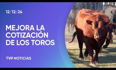 Campo: Mejora la cotización en la venta de los toros reproductores