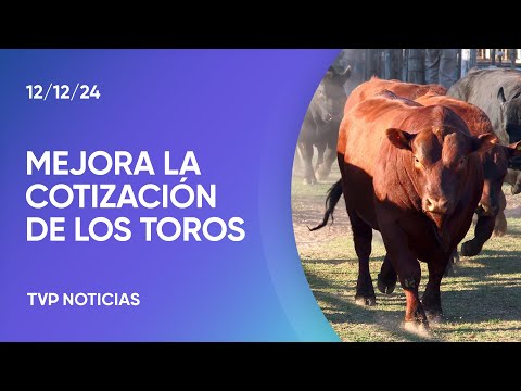 Campo: Mejora la cotización en la venta de los toros reproductores