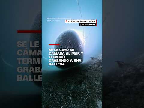 Canadiense captura por accidente el paso de una #ballena jorobada con cámara submarina