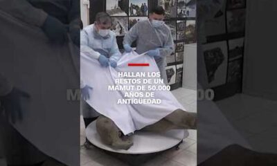 Hallan los restos de un mamut de 5000 años de antigüedad