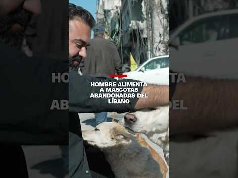 Hombre alimenta a mascotas abandonadas del Líbano Hombre alimenta a mascotas abandonadas del Líbano