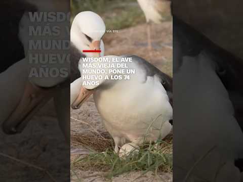 Wisdom, el ave más vieja del mundo, pone un huevo a los 74 años Wisdom, el ave más vieja del mundo, pone un huevo a los 74 años