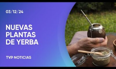 Yerba mate: INTA desarrolla nueva generación de plantas