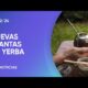 Yerba mate: INTA desarrolla nueva generación de plantas