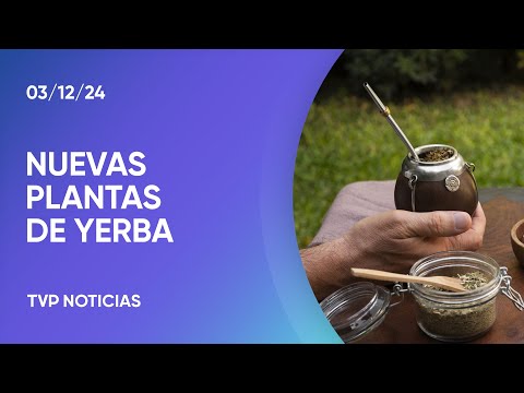 Yerba mate: INTA desarrolla nueva generación de plantas Yerba mate: INTA desarrolla nueva generación de plantas