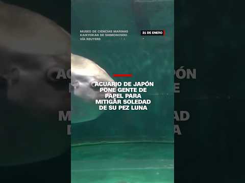 Acuario de Japón pone gente de papel para mitigar soledad de su pez luna