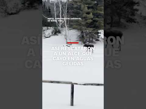 Así rescataron a un alce que cayó en aguas gélidas Así rescataron a un alce que cayó en aguas gélidas