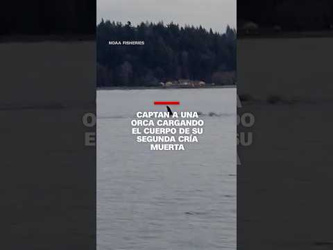 Captan a una orca cargando el cuerpo de su segundo cría muerta