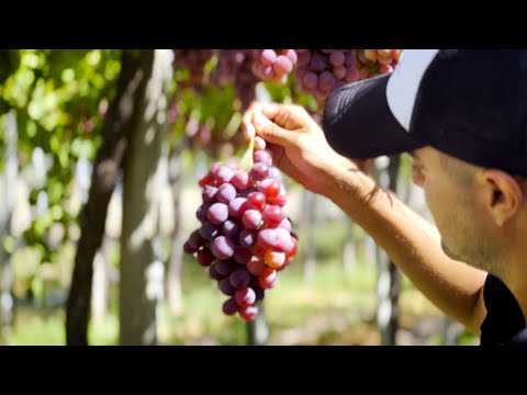 Daniel Bollero y Damián Lurati, Sol Puntano