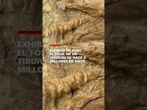 Exhiben en Perú el fósil de un tiburón de hace 9 millones de años