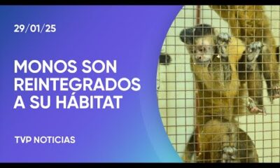 Liberaron a 41 monos usados para experimentos en el sótano del CEMIC