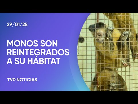 Liberaron a 41 monos usados para experimentos en el sótano del CEMIC