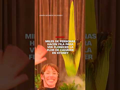 Miles de personas hacen fila para ver florecer a la flor de cadáver en Sydney Miles de personas hacen fila para ver florecer a la flor de cadáver en Sydney