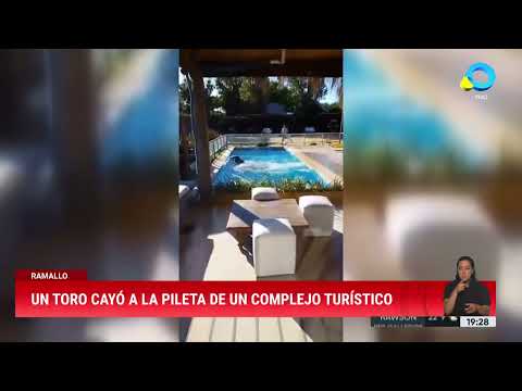 Toro al agua: paseo y chapuzón en Ramallo