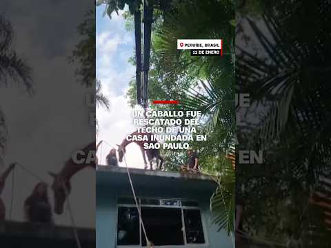 Un caballo fue rescatado del techo de una casa inundada en Sao Paulo