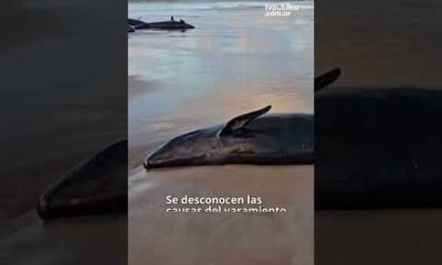 Ballenas varadas Australia