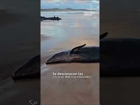 Ballenas varadas Australia