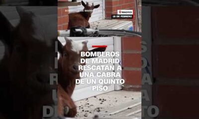 Bomberos de Madrid rescatan a una cabra de un quinto piso