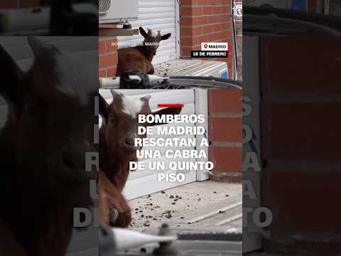 Bomberos de Madrid rescatan a una cabra de un quinto piso