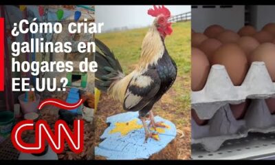 Cría de gallinas en patios de EE.UU.: ¿Posible solución para combatir el alto precio de los huevos?