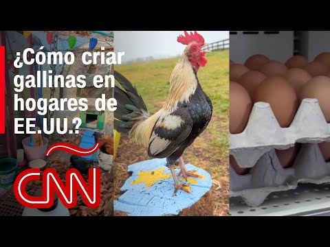 Cría de gallinas en patios de EE.UU.: ¿Posible solución para combatir el alto precio de los huevos?