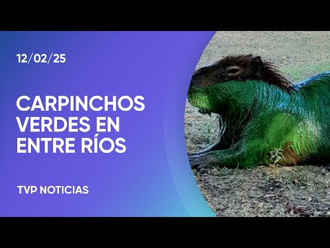 Entre Ríos: sorpresa por la aparición de carpinchos teñidos de verde Entre Ríos: sorpresa por la aparición de carpinchos teñidos de verde