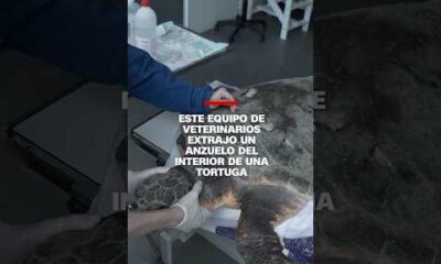 Este equipo de veterinarios extrajo un anzuelo del interior de una tortuga