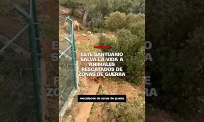 Este santuario salva la vida a animales rescatados de zonas de guerra