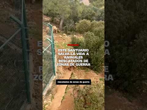 Este santuario salva la vida a animales rescatados de zonas de guerra